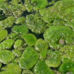 algae