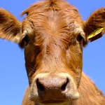 cow