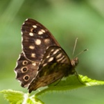 speckled wood butterfly
